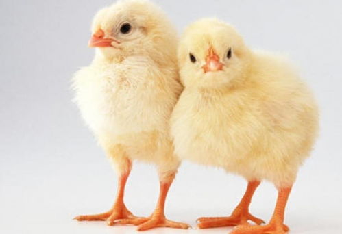 2021年属鸡人的全年运势 生肖鸡2021年每月运势大全 