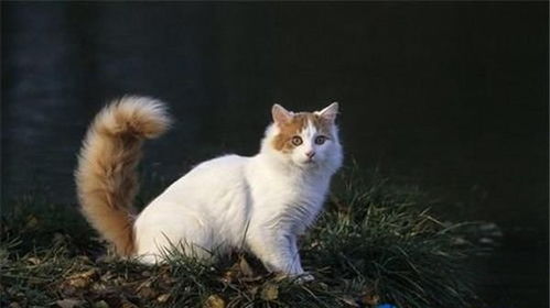世界十大名贵猫排行 泰国御猫上榜,第3看起来像精灵