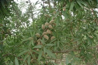 巴旦木是什么植物的果实,巴旦木与巴旦木的区别？