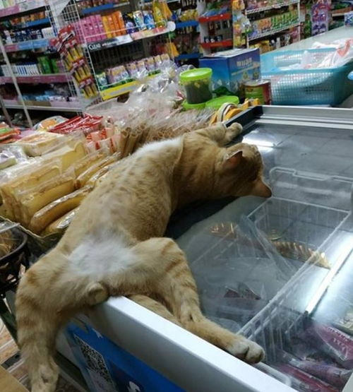 在超市,这两只猫竟趴在冰柜上睡觉,它们不应该是怕冷不怕热吗