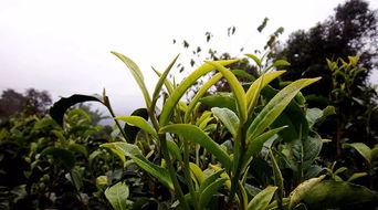 云南一年四季的茶有什么特点(云南一年四季的气候特征)
