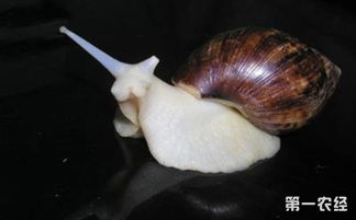 白玉蜗牛怎么养才好 白玉蜗牛的高效养殖技术