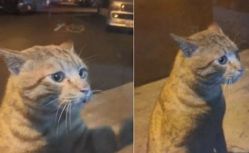流浪猫想找家猫玩,但被拒绝,一脸失落的表情太可怜了