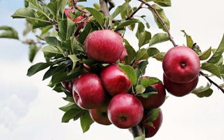 梦见苹果树上有几个苹果(梦见苹果树上有很多苹果)