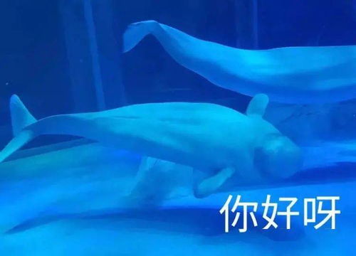 上海大鲨鱼：创造新辉煌！