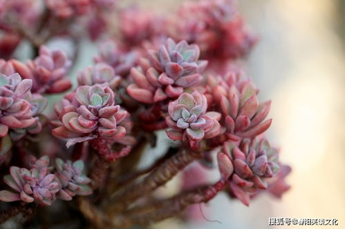 10月里,桃花纷飞,爱情到来,将被温柔对待的四大星座 狮子座 