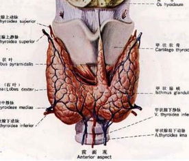 甲亢可以参加打球运动吗 