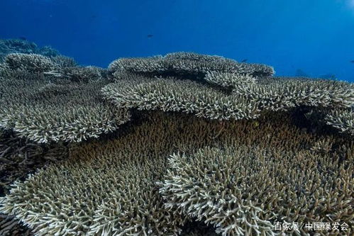 珊瑚是植物吗属于海洋动物
