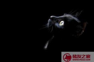 黑猫在风水上代表什么 什么人不适合养黑猫 