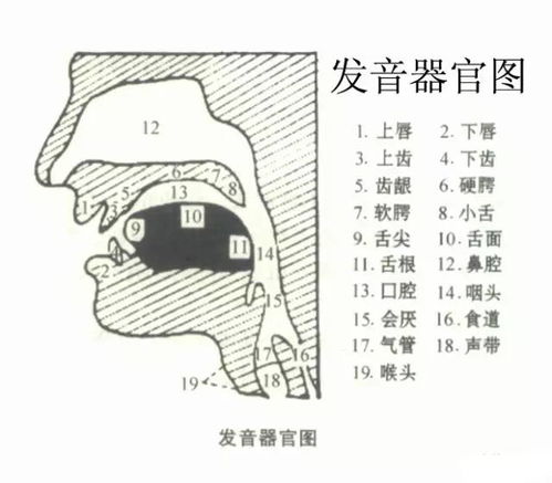 直播预告 和孩子一起玩儿 说话