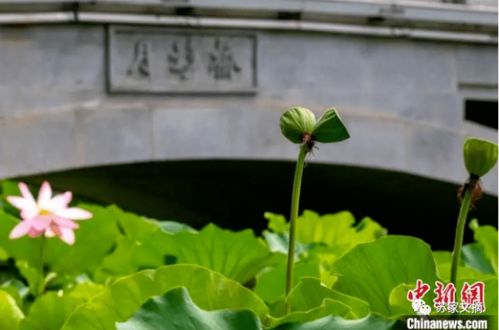 并蒂莲刚上热搜,并蒂莲蓬就被摘了