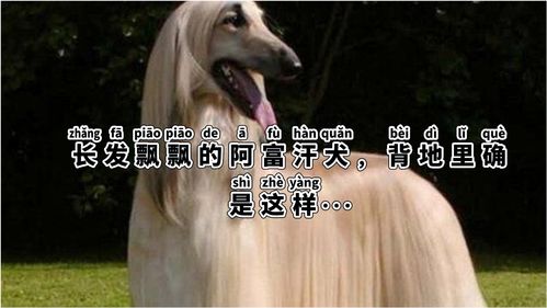 长发飘飘的阿富汗犬,背地里确实这样,让人意想不到 