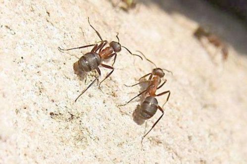 家里新盖的房子 有很多蚂蚁 为什么 如何消灭他们 