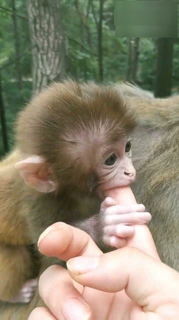 妈妈不给小猴子和人类玩 