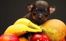 注意 狗狗吃水果还有这么多禁忌