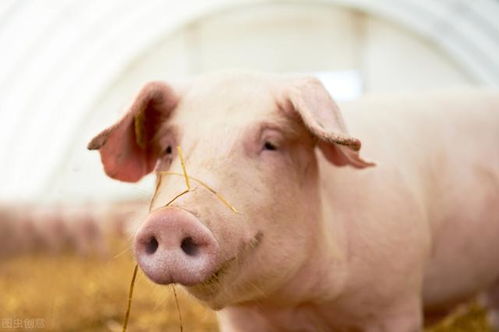 200斤猪要养几个月 现在的猪一般几个月出栏