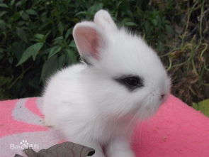 有没有迷你公主兔这个品种 是不是长不大的那种 我在京东上买了一个 