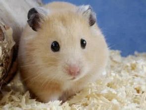 最近想买个仓鼠,我不知道仓鼠的浴沙和尿沙是不是都放在笼子里,它怎么分辨呢 