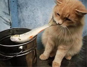 可不可以直接给猫喂生鱼 猫吃生鱼有什么危害