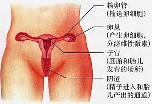 什么是潮吹?如何解释女人阴道的“喷水”现象