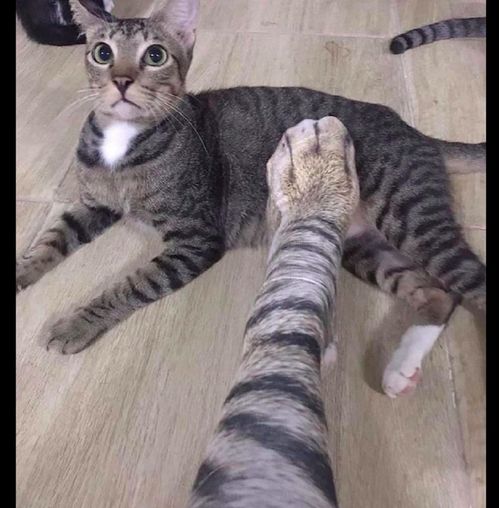 网友穿了条猫条纹袜子,猫咪看了都怀疑猫生了 我昨天咬到你了