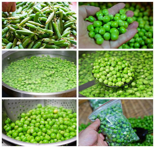 豌豆和玉米大量上市场,用这种方法保存起来,吃一年也不会坏