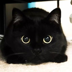这是一只打破次元墙的黑猫 