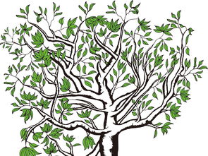 全矢量原创手绘茶叶古树树和叶子已分开