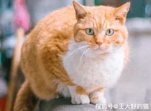 猫界新宠 橘猫,吃得多长得胖,性格很讨喜,你真的了解它吗