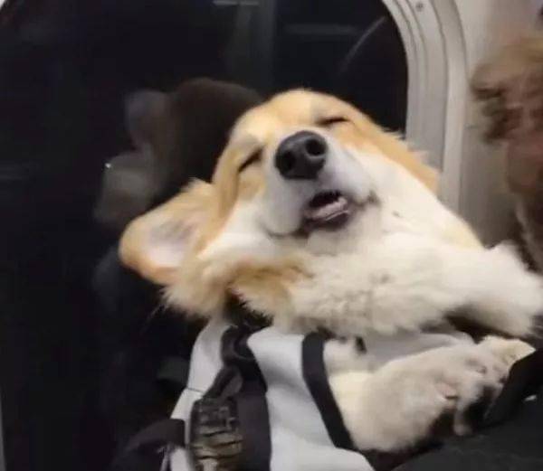 狗狗每天早上和主人一起坐地铁,迷糊的样子,像极了爱情