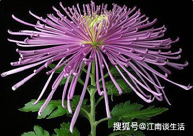 喜欢菊花,不如养盆 珍品名菊 仙灵芝,金风飘蕊,玉露泫枝