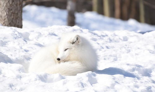 北极狐雪地中伫足超梦幻 万万没想到换毛期竟尴尬到爆