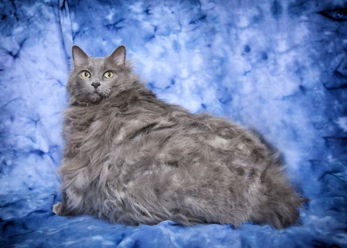 一只体型超大的猫咪,毛发太多导致过重 剃了毛却发现并非如此