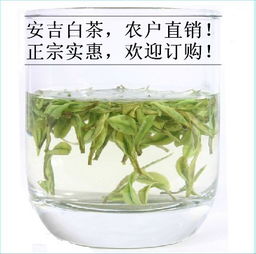 安吉白茶2012新茶 