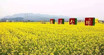 2018年湖南油菜花赏花地图出炉 带你去看金黄的春天