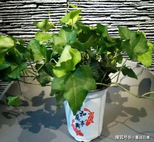 这4款植物,被赋予镇宅招财 延年益寿的赞誉 好看又好养