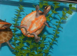 黄头龟和圆澳龟哪个更适合和魟鱼混养？