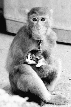 广州 猴子抢猫崽当宠物养 