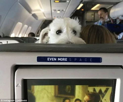 这回不是别人家的飞机 乘坐海南航空真的可以带狗了 