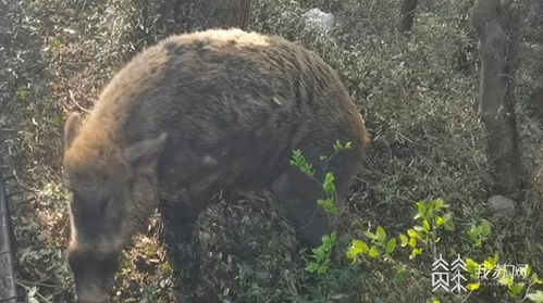 南京八字山上 求投喂 的野猪抓到啦 正在红山动物园 休养