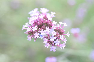 花胜是什么——探寻花胜背后的深层次含义，花胜是什么意思