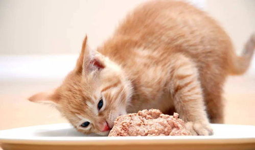 为什么不建议幼猫吃罐头(为什么不能喂小猫零食罐头)