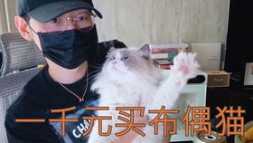 这只猫一抬头就变成了八字眉,张鸭脖丑萌丑萌的