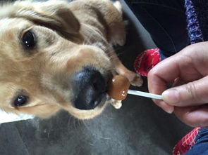 求一张给狗听歌和给狗吃棒棒糖的图片