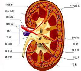 一个人的寿命长短,跟此气强弱有关