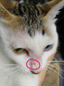 猫的鼻子上长了几个红色的小疙瘩,是怎么回事,希望帮忙求解 
