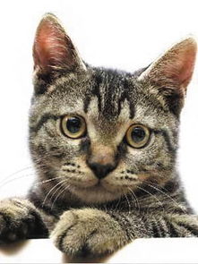 为什么猫的瞳孔可以变成竖条形