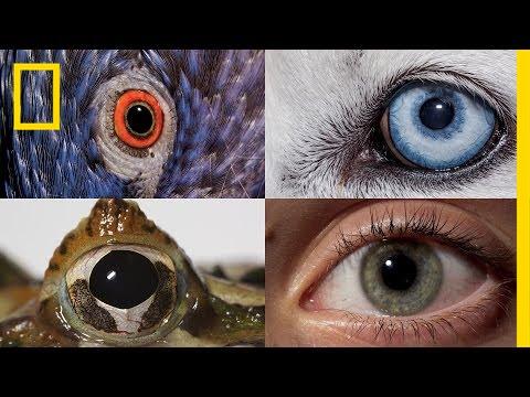 人的眼睛在动物界算是什么水平,若是做一个排名,人类能进前一半么 