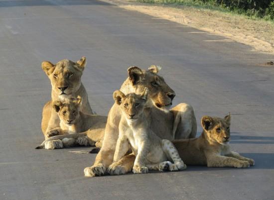南非狮子家庭设置 路障 萌化网友 组图