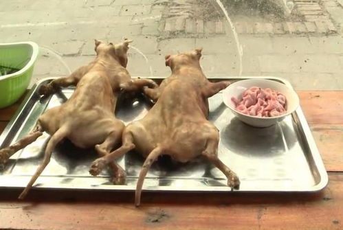 中国人正在大量吃掉宠物狗,流浪狗 老外奇怪,为何鲜有人吃猫肉